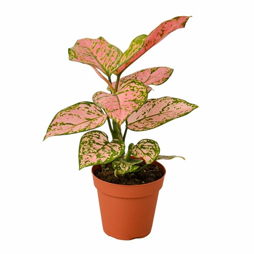 LIVING HOUSE PLANT | Chinese Evergreen 'Lady Valentine'