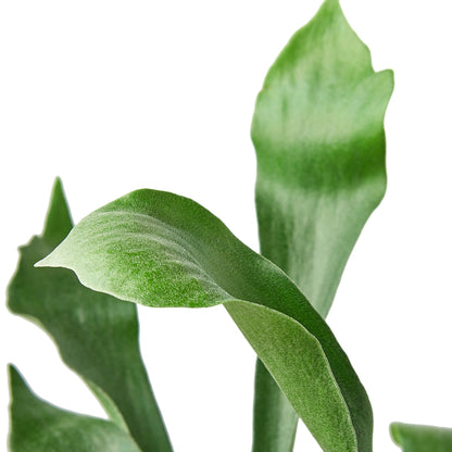 LIVING HOUSE PLANT | Staghorn Fern