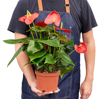 LIVING HOUSE PLANT | Anthurium 'Red'