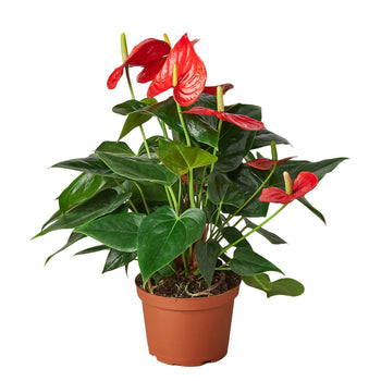 LIVING HOUSE PLANT | Anthurium 'Red'