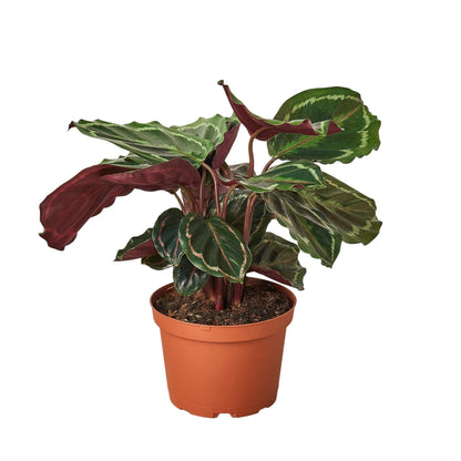 LIVING HOUSE PLANT | Calathea Roseopicta 'Medallion'