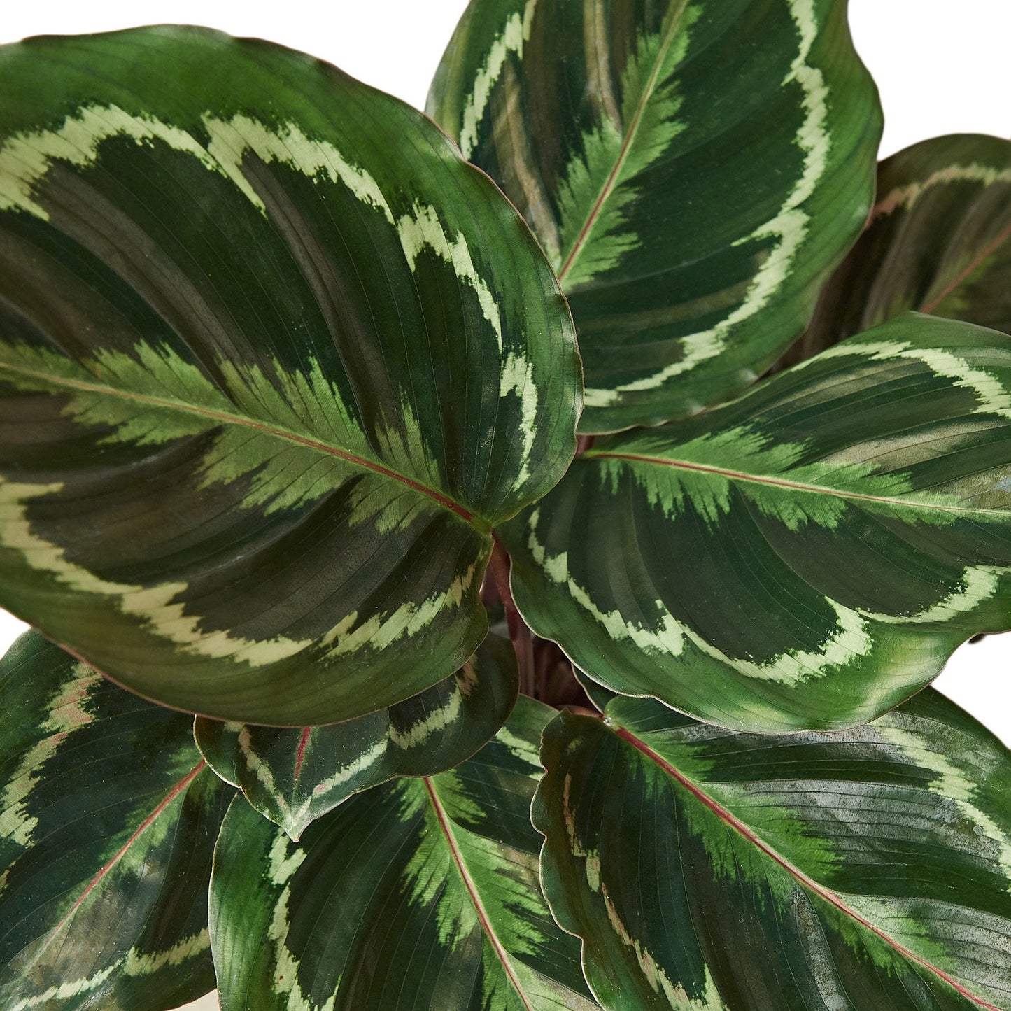 LIVING HOUSE PLANT | Calathea Roseopicta 'Medallion'