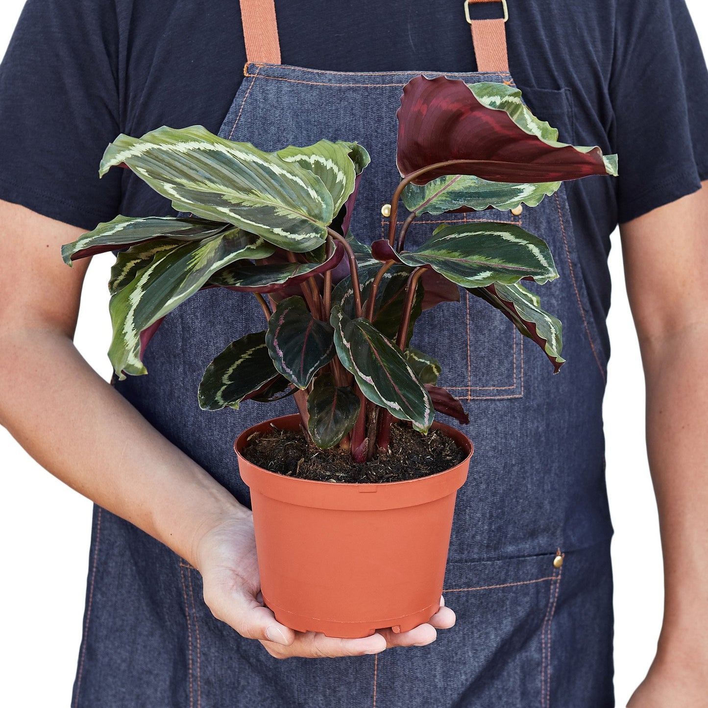 LIVING HOUSE PLANT | Calathea Roseopicta 'Medallion'