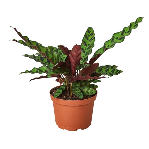 LIVING HOUSE PLANT | Calathea Lancifolia 'Rattlesnake'