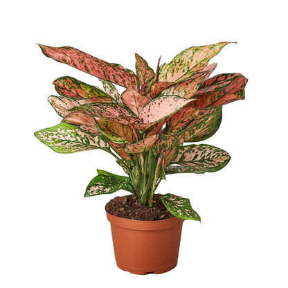 LIVING HOUSE PLANT | Chinese Evergreen 'Lady Valentine'