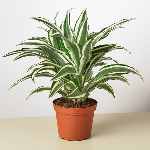 LIVING HOUSE PLANT | Dracaena 'Warneckii White Jewel'