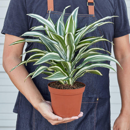 LIVING HOUSE PLANT | Dracaena 'Warneckii White Jewel'