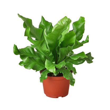 LIVING HOUSE PLANT | Bird's Nest 'Nidus' Fern