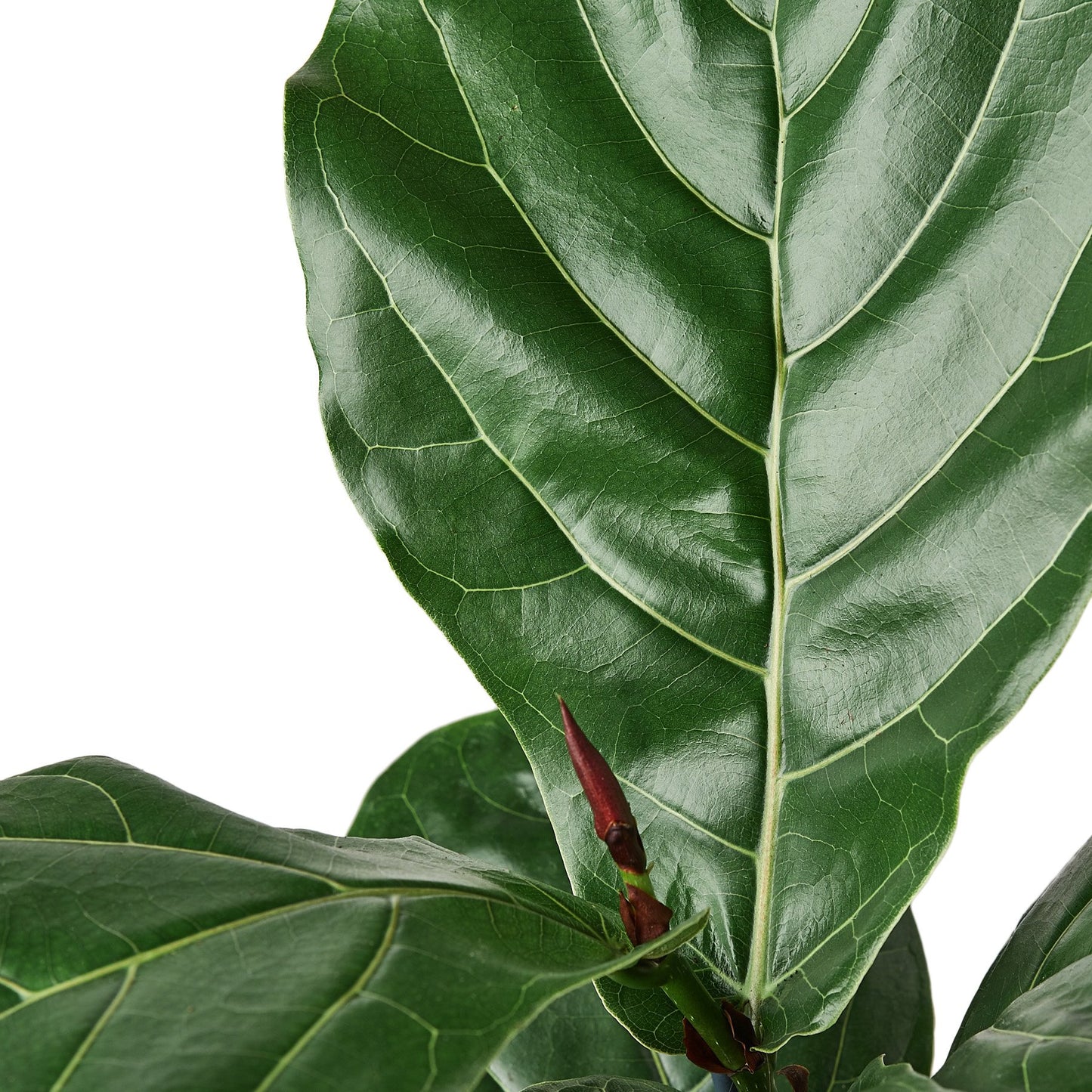 LIVING HOUSE PLANT | Ficus Lyrata 'Fiddle Leaf Fig'