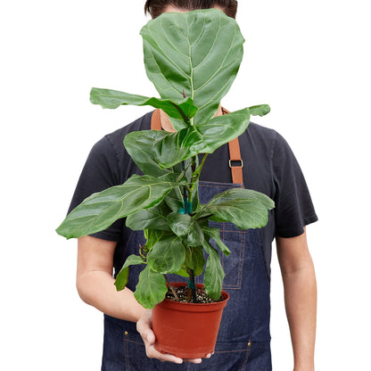 LIVING HOUSE PLANT | Ficus Lyrata 'Fiddle Leaf Fig'