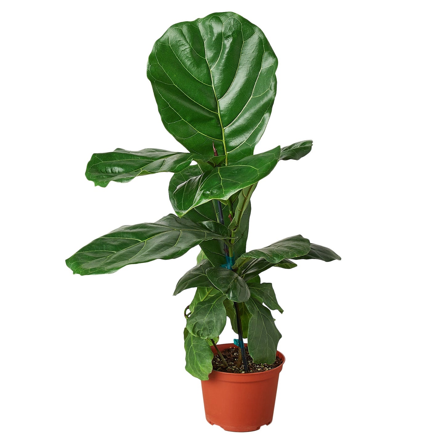 LIVING HOUSE PLANT | Ficus Lyrata 'Fiddle Leaf Fig'