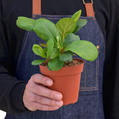 LIVING HOUSE PLANT | Ficus Lyrata 'Fiddle Leaf Fig'