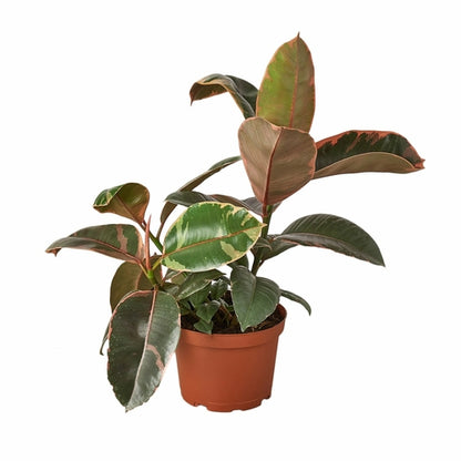 LIVING HOUSE PLANT | Ficus Elastica 'Ruby Pink'