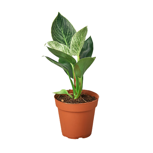 LIVING HOUSE PLANT | Philodendron 'Birkin'