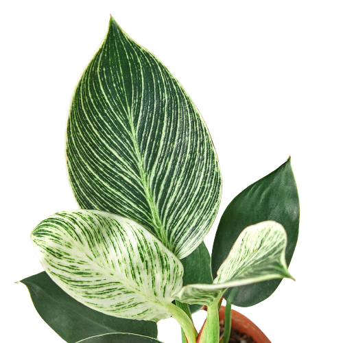 LIVING HOUSE PLANT | Philodendron 'Birkin'