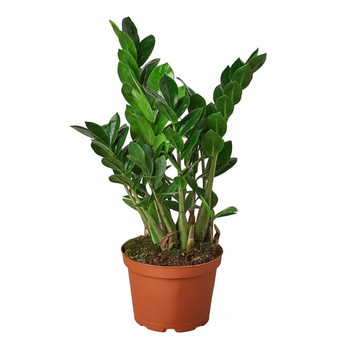 LIVING HOUSE PLANT | Zamioculcas Zamiifolia ZZ