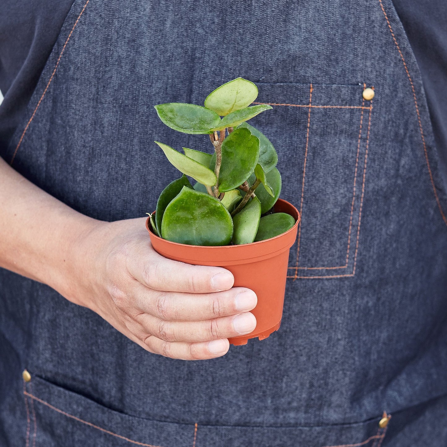 LIVING HOUSE PLANT | Hoya Carnosa 'Chelsea'