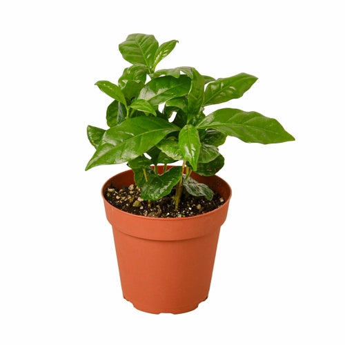 LIVING HOUSE PLANT | Arabica Coffee