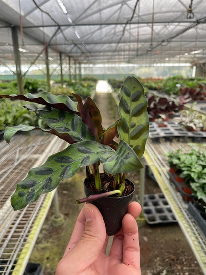 LIVING HOUSE PLANT | Calathea Lancifolia 'Rattlesnake'