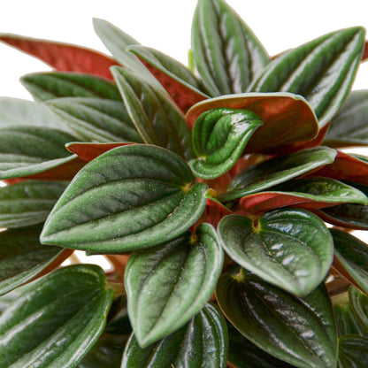 LIVING HOUSE PLANT | Peperomia Rosso