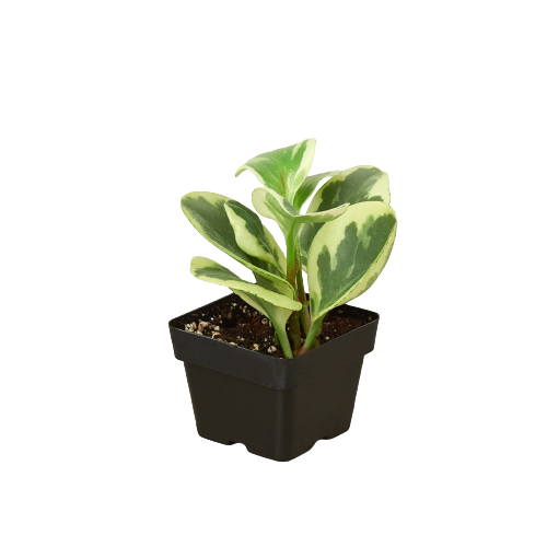 LIVING HOUSE PLANT | Peperomia 'Marble'