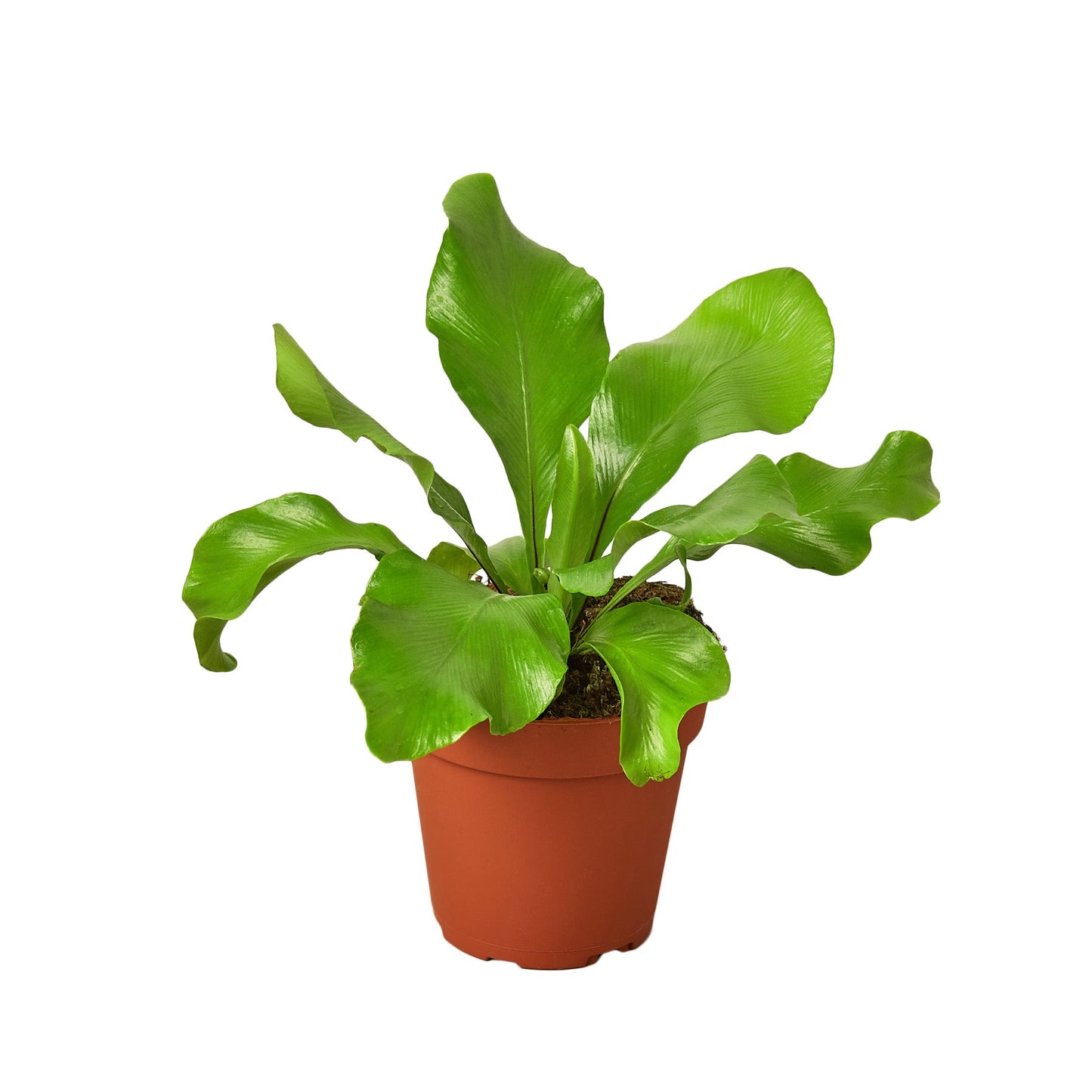 LIVING HOUSE PLANT | Bird's Nest 'Nidus' Fern