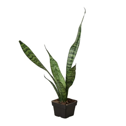 LIVING HOUSE PLANT | Snake Plant 'Zeylanica'