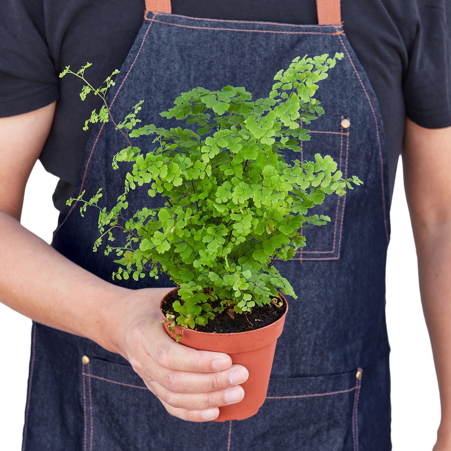 LIVING HOUSE PLANT | Maidenhair Fern