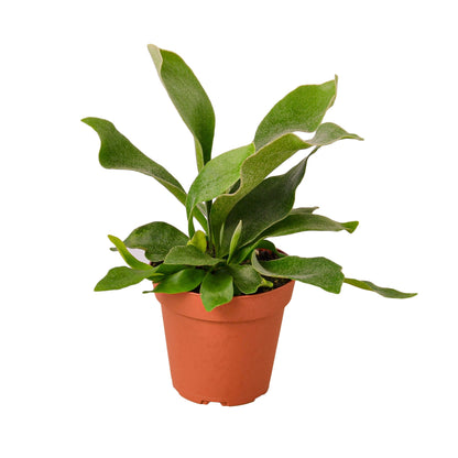 LIVING HOUSE PLANT | Staghorn Fern