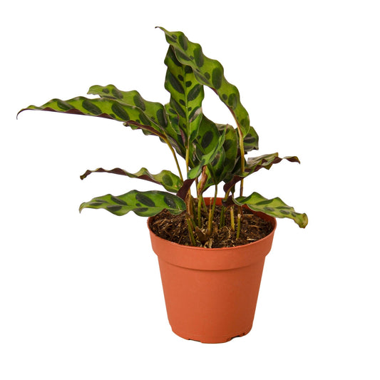 LIVING HOUSE PLANT | Calathea Lancifolia 'Rattlesnake'