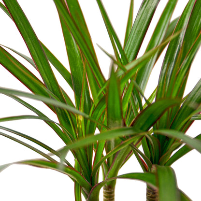 LIVING HOUSE PLANT | Dracaena Marginata Cane