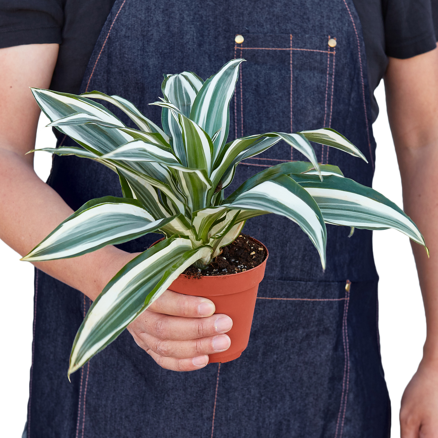 LIVING HOUSE PLANT | Dracaena 'Warneckii White Jewel'