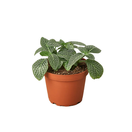 LIVING HOUSE PLANT | Fittonia 'White Nerve Plant'