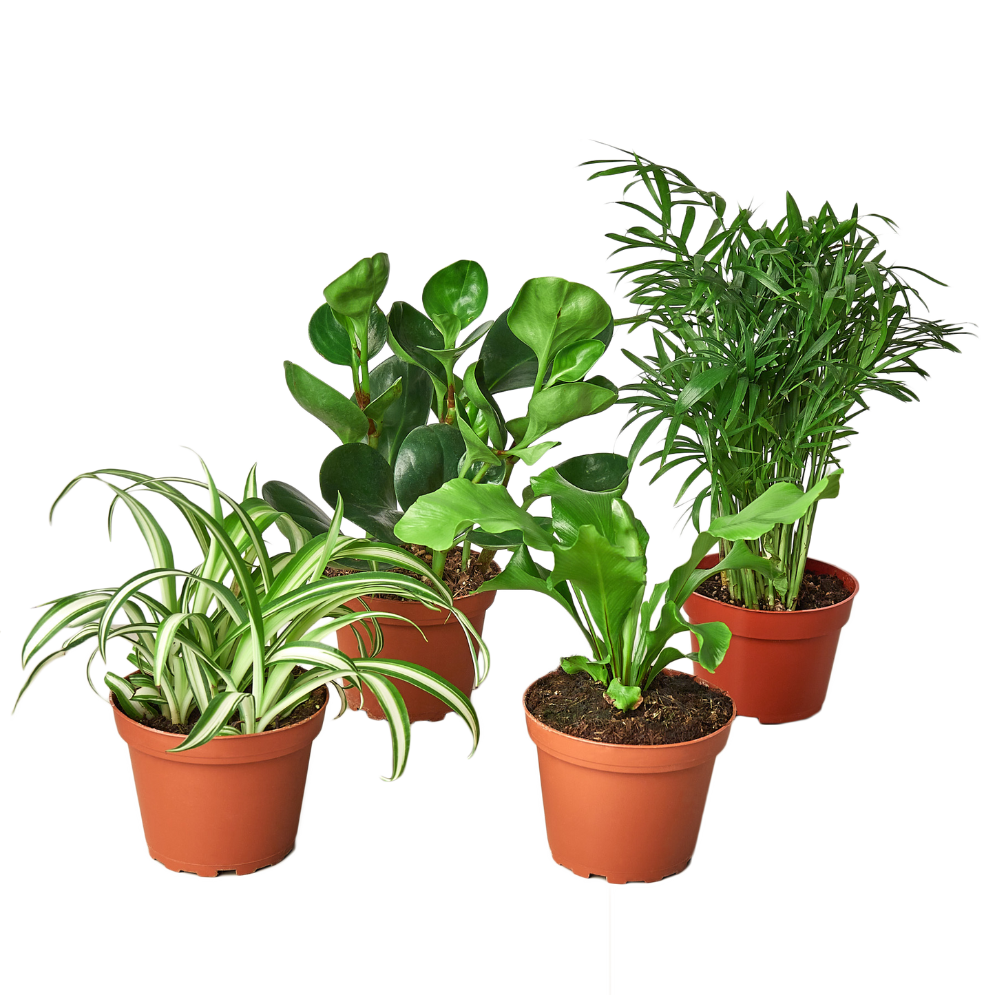 LIVING HOUSE PLANTS | Pet Friendly Variety Bundle