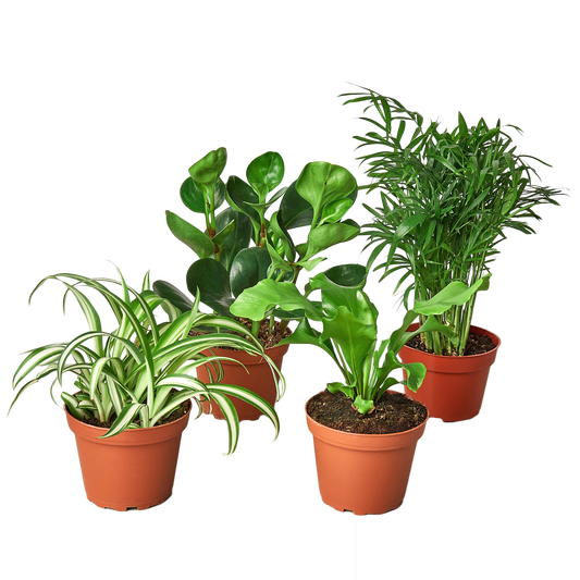 LIVING HOUSE PLANTS | Pet Friendly Variety Bundle