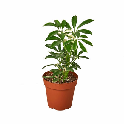 LIVING HOUSE PLANT | Schefflera Moonlight 'Umbrella Plant'