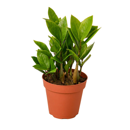 LIVING HOUSE PLANT | Zamioculcas Zamiifolia ZZ