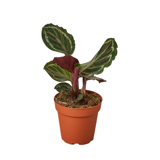 LIVING HOUSE PLANT | Calathea Roseopicta 'Medallion'