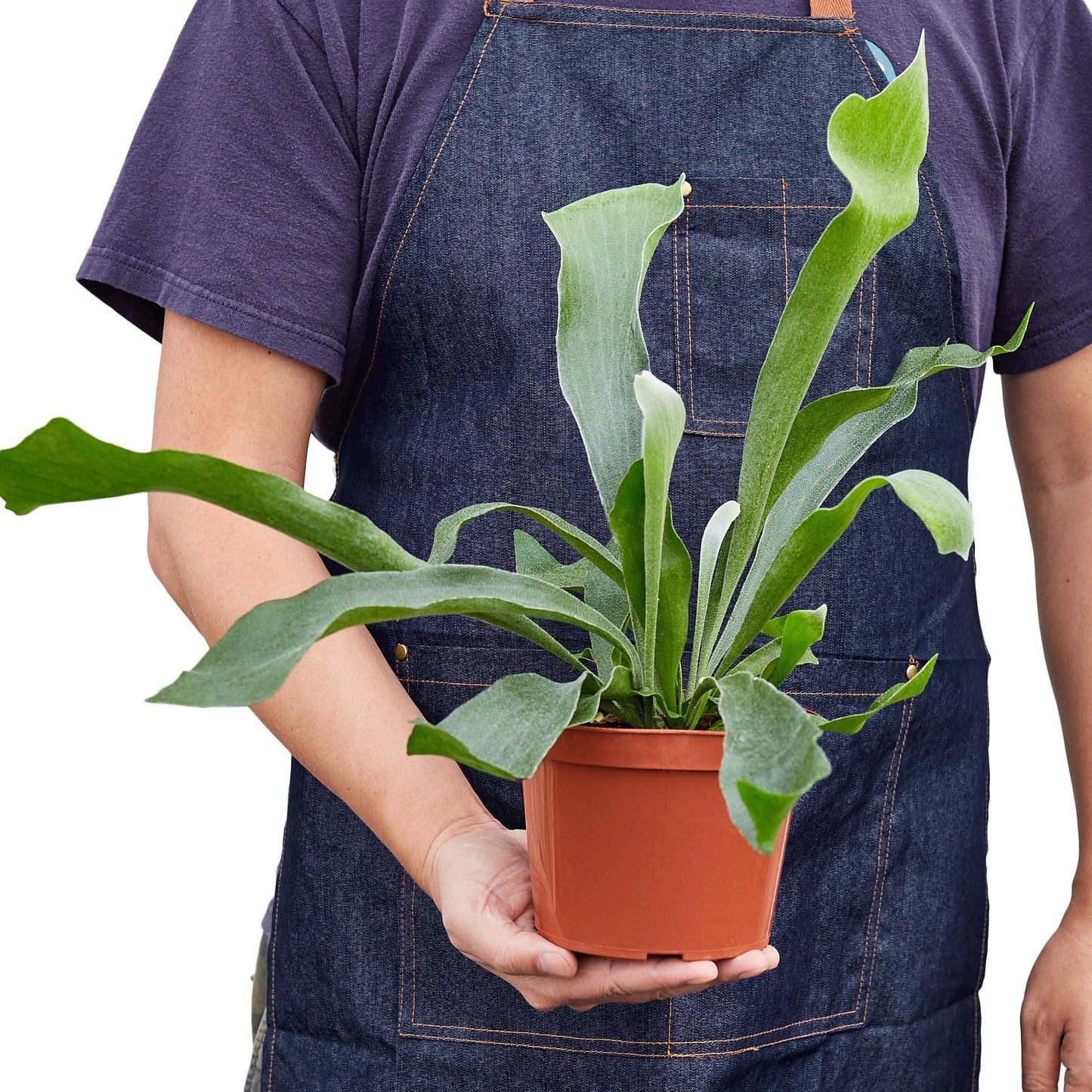 LIVING HOUSE PLANT | Staghorn Fern