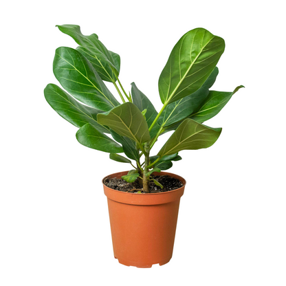 LIVING HOUSE PLANT | Ficus 'Audrey'