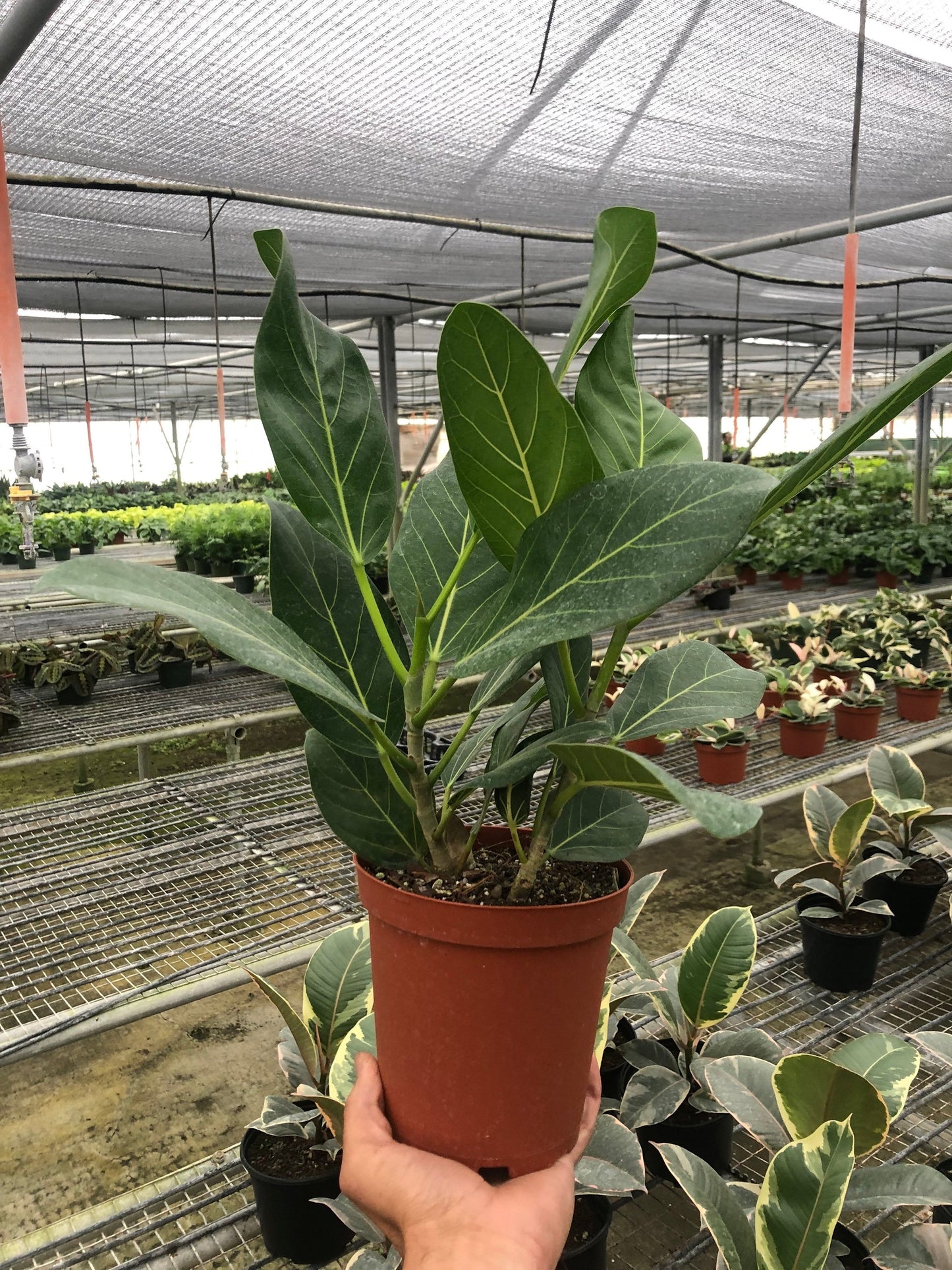 LIVING HOUSE PLANT | Ficus 'Audrey'