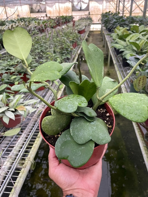 LIVING HOUSE PLANT | Hoya Sweetheart