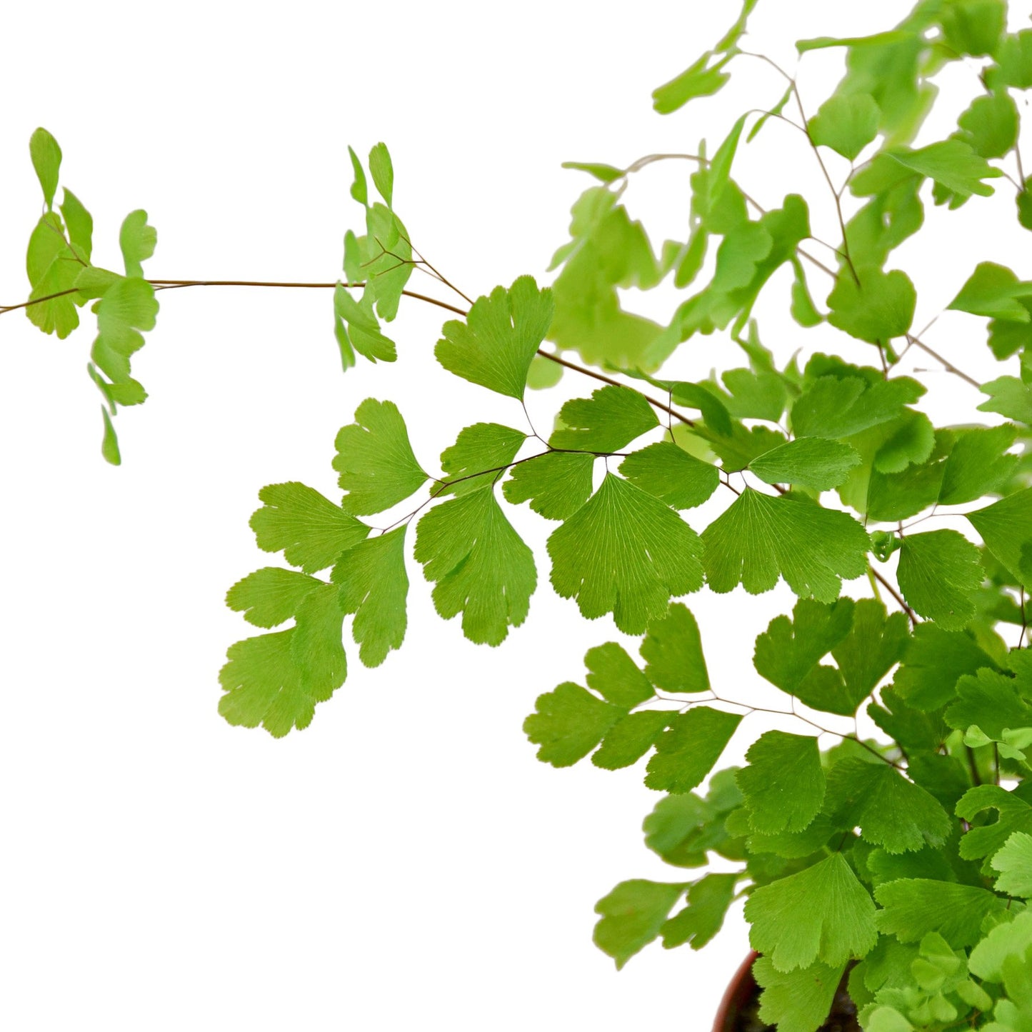 LIVING HOUSE PLANT | Maidenhair Fern