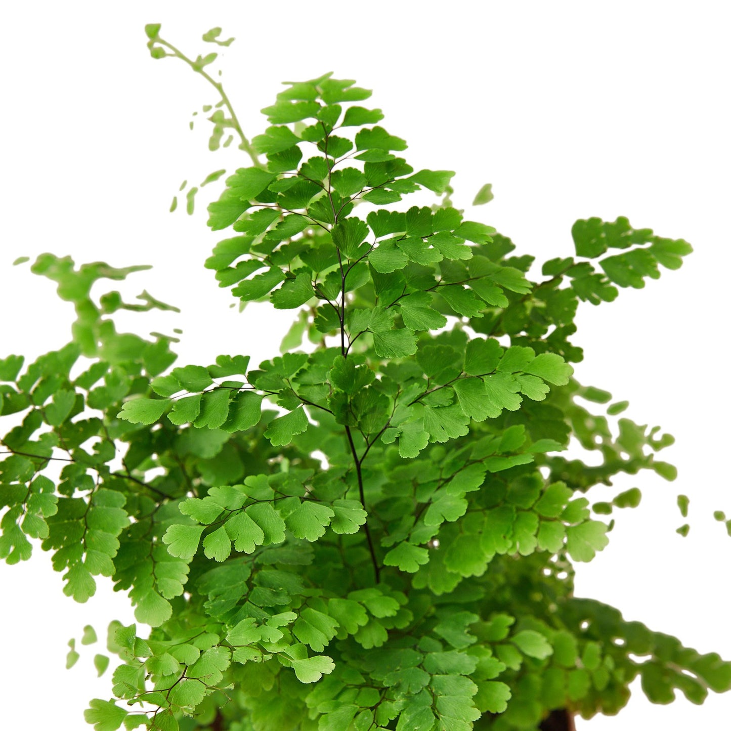 LIVING HOUSE PLANT | Maidenhair Fern