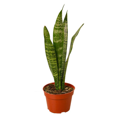 LIVING HOUSE PLANT | Snake Plant 'Zeylanica'