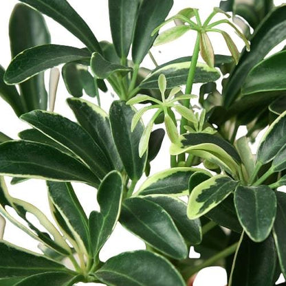 LIVING HOUSE PLANT | Schefflera Moonlight 'Umbrella Plant'