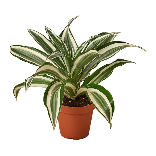 LIVING HOUSE PLANT | Dracaena 'Warneckii White Jewel'