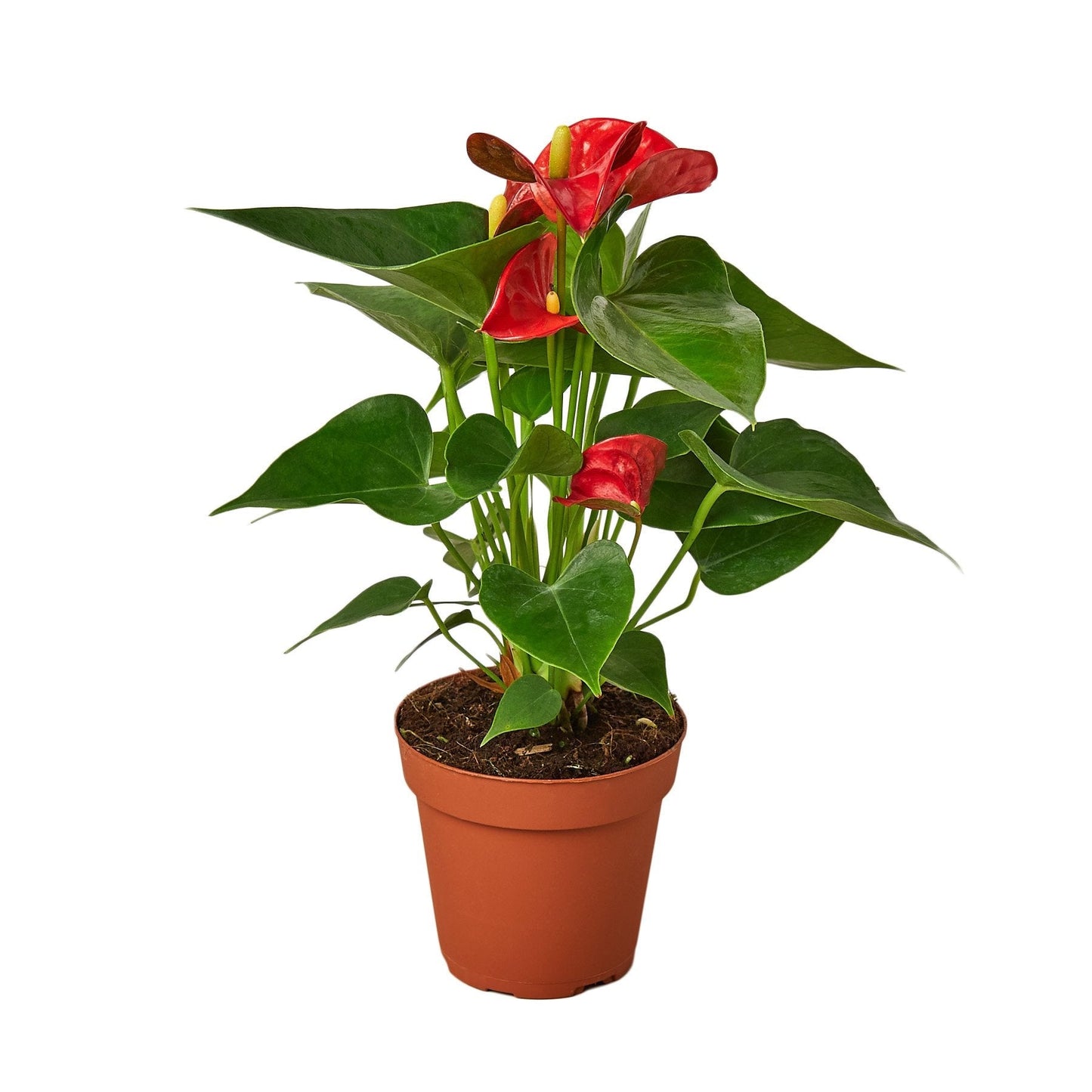 LIVING HOUSE PLANT | Anthurium 'Red'