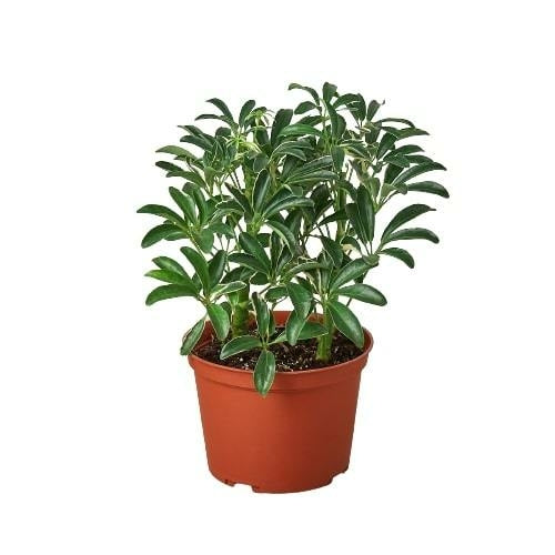 LIVING HOUSE PLANT | Schefflera Moonlight 'Umbrella Plant'