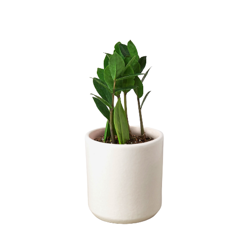 LIVING HOUSE PLANT | Zamioculcas Zamiifolia ZZ